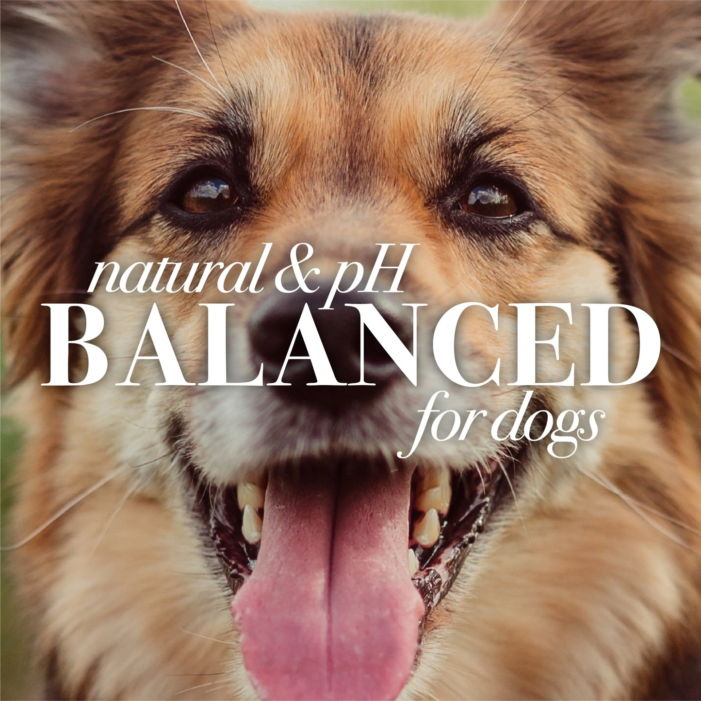 Natural Hypoallergenic Shampoo Shea and Butter Honey for Dogs and Puppies Excel Pets