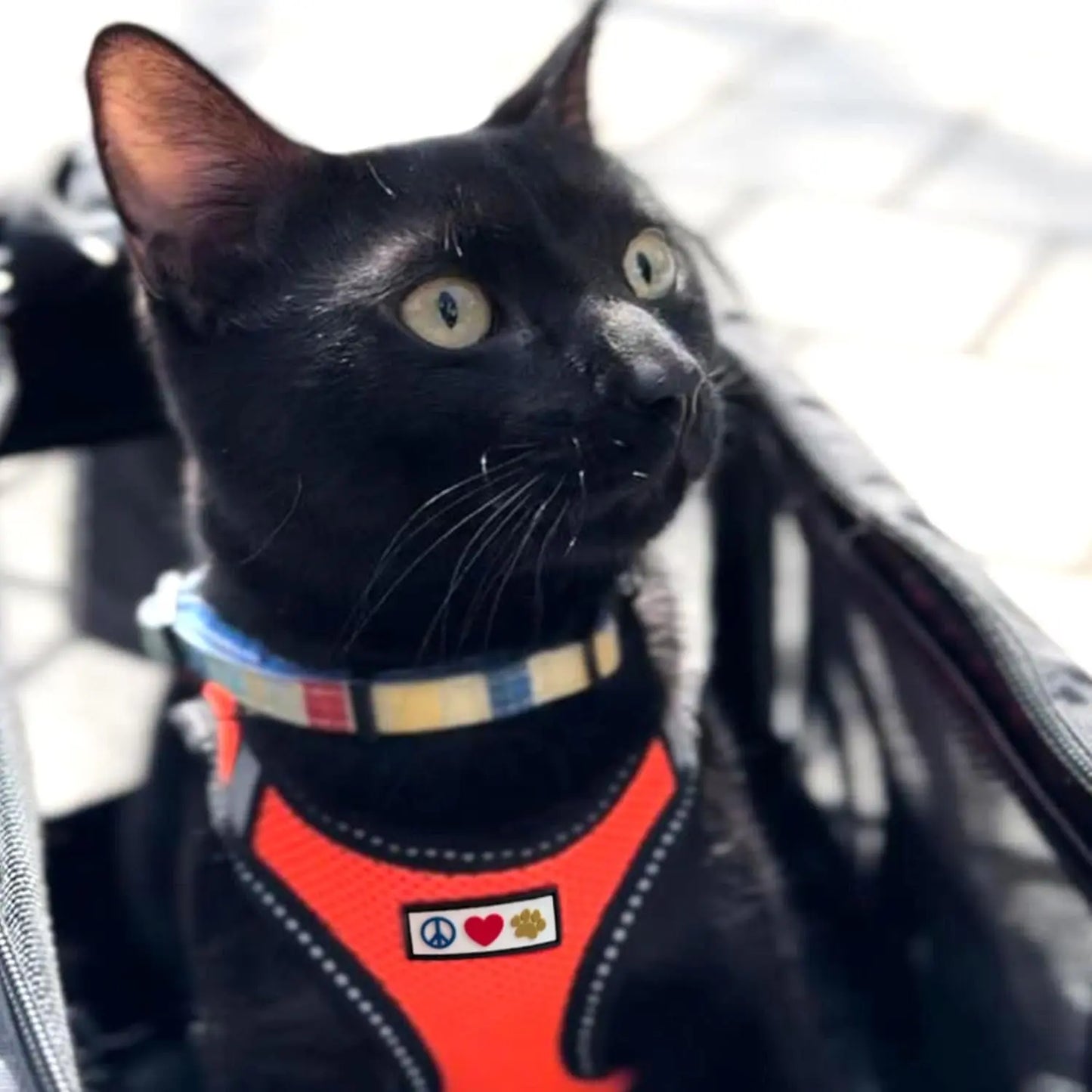 Pawtitas Dog Harness Made with Breathable Air Mesh | Pawtitas