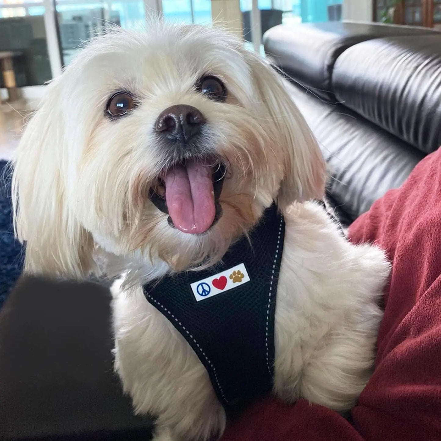Pawtitas Dog Harness Made with Breathable Air Mesh | Pawtitas