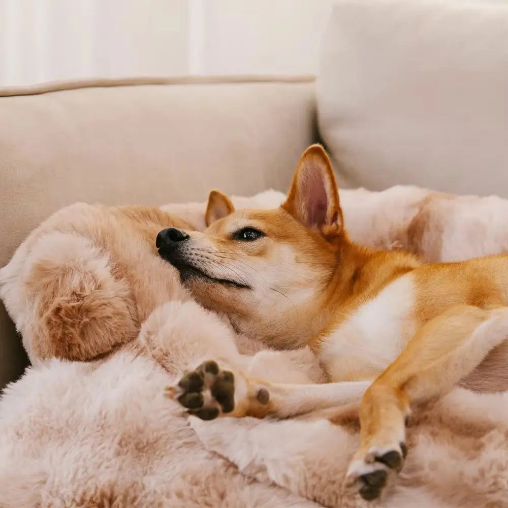 Plush Dog Bed & Couch Protector – Comfy Pup, Clean Couch! Excel Pets