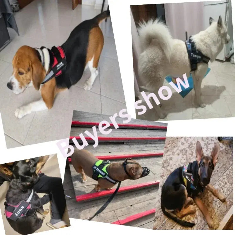 Personalized Reflective and Adjustable Dog Harness Excel Pets