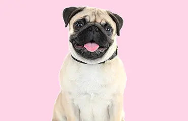 Easy-ways-to-teach-your-dog-tricks Excel Pets