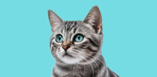 Deciphering-your-cat-s-language Excel Pets