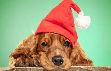 8-Tips-for-taking-the-perfect-photo-of-your-pet Excel Pets