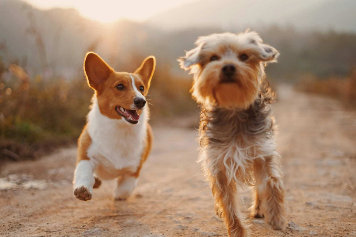Dogs-and-Pups Excel Pets