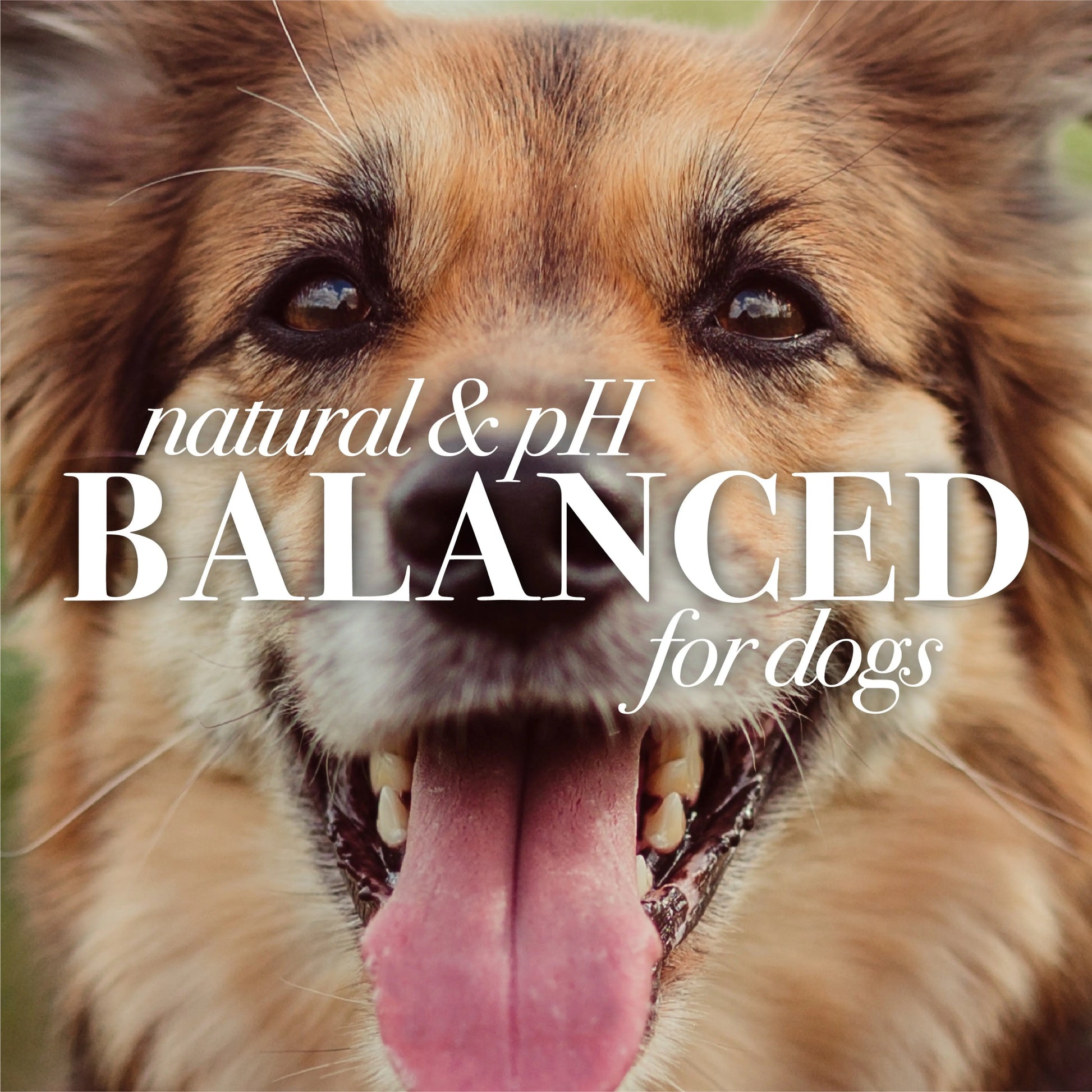 Natural Hypoallergenic Shampoo Shea and Butter Honey for Dogs and Puppies Excel Pets