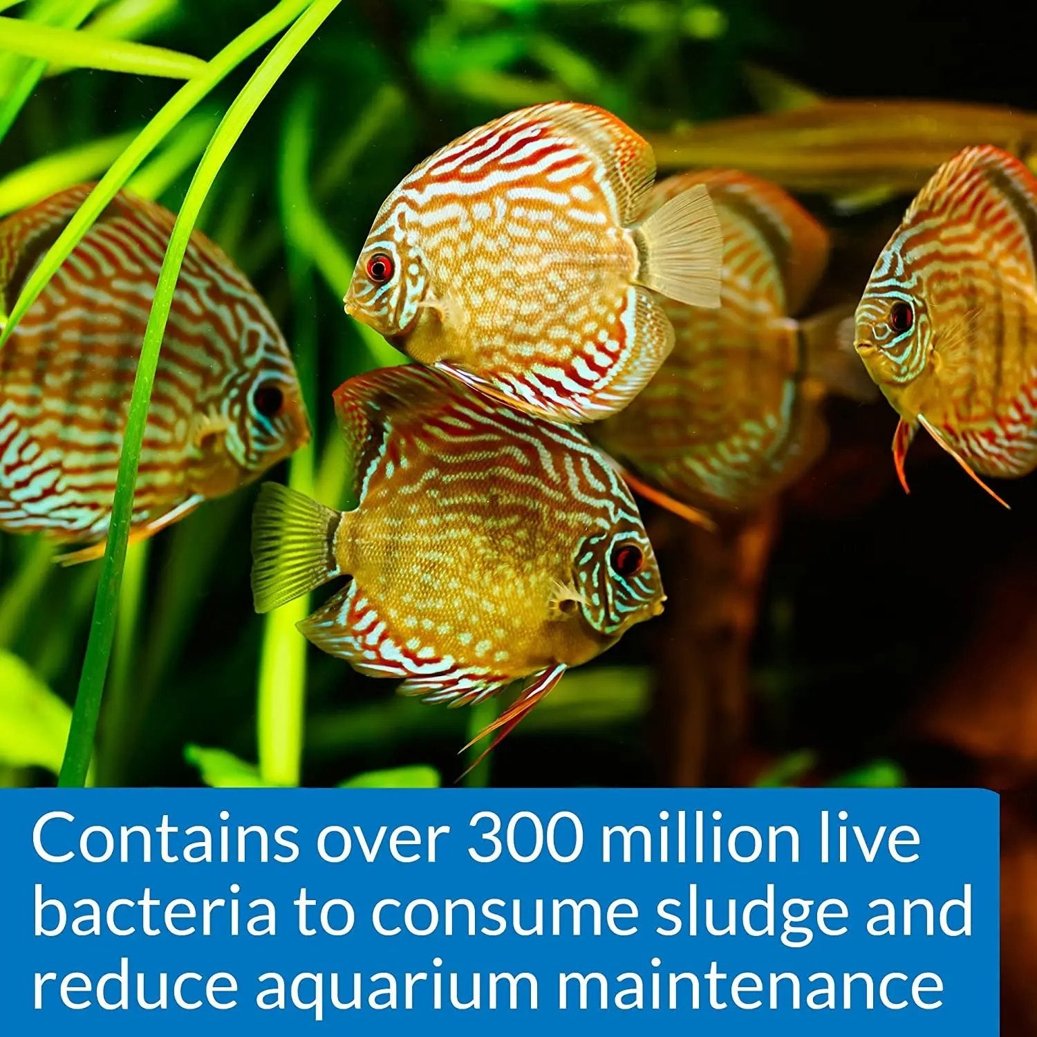 Mars Fishcare API Stress Zyme Aquarium Cleaning Solution 16 Oz Bottle Keeps Tank Crystal Clear and Fish Healthy - Animals & Pet Supplies > Pet Supplies > Fish & Aquatic Supplies > Aquarium Water Treatments > Water Conditioners