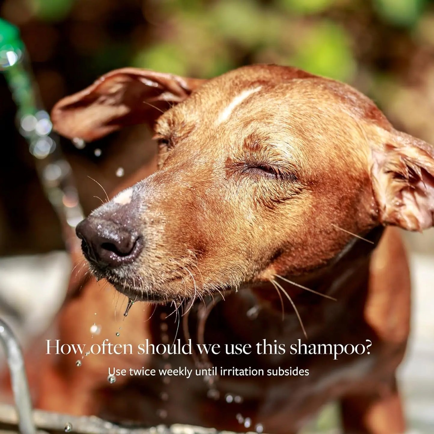 Clinical Care Antiseptic and Antifungal Medicated Shampoo for Dogs & Cats, 16 Fl Oz Excel Pets