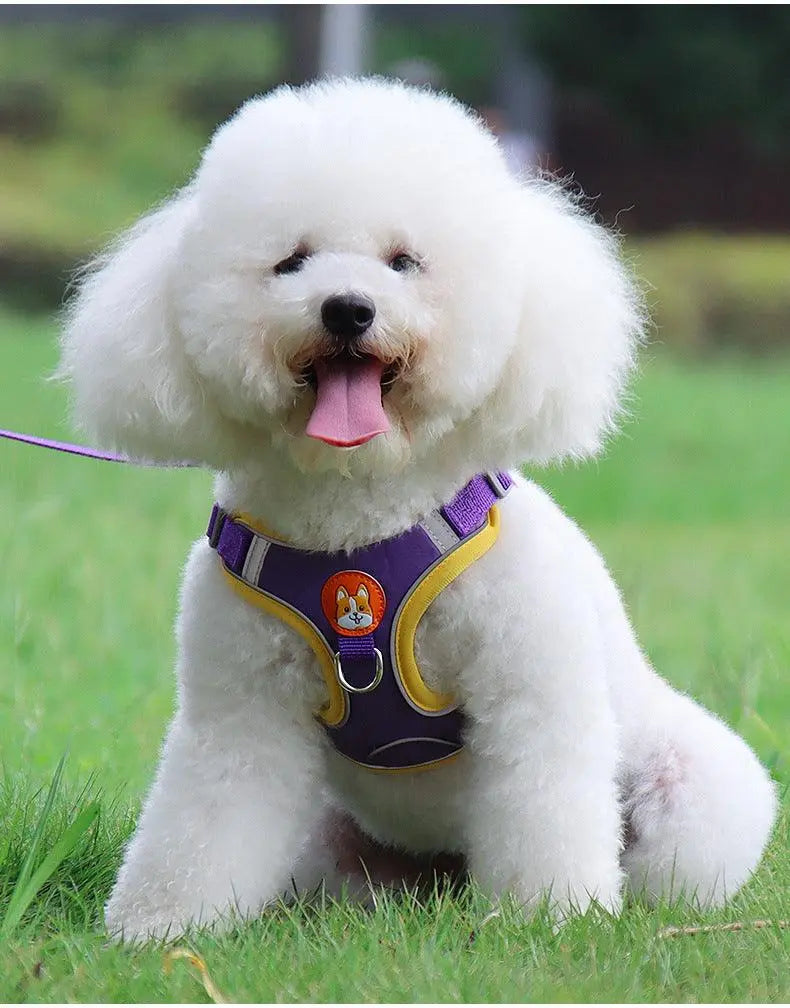 White fluffy dog wearing a purple and yellow reflective breathable pet harness sitting on grass outdoors