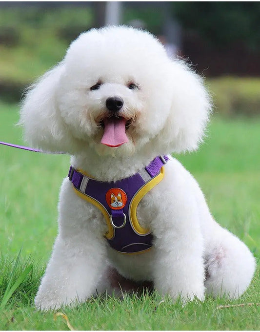 White fluffy dog wearing a purple and yellow reflective breathable pet harness sitting on grass outdoors