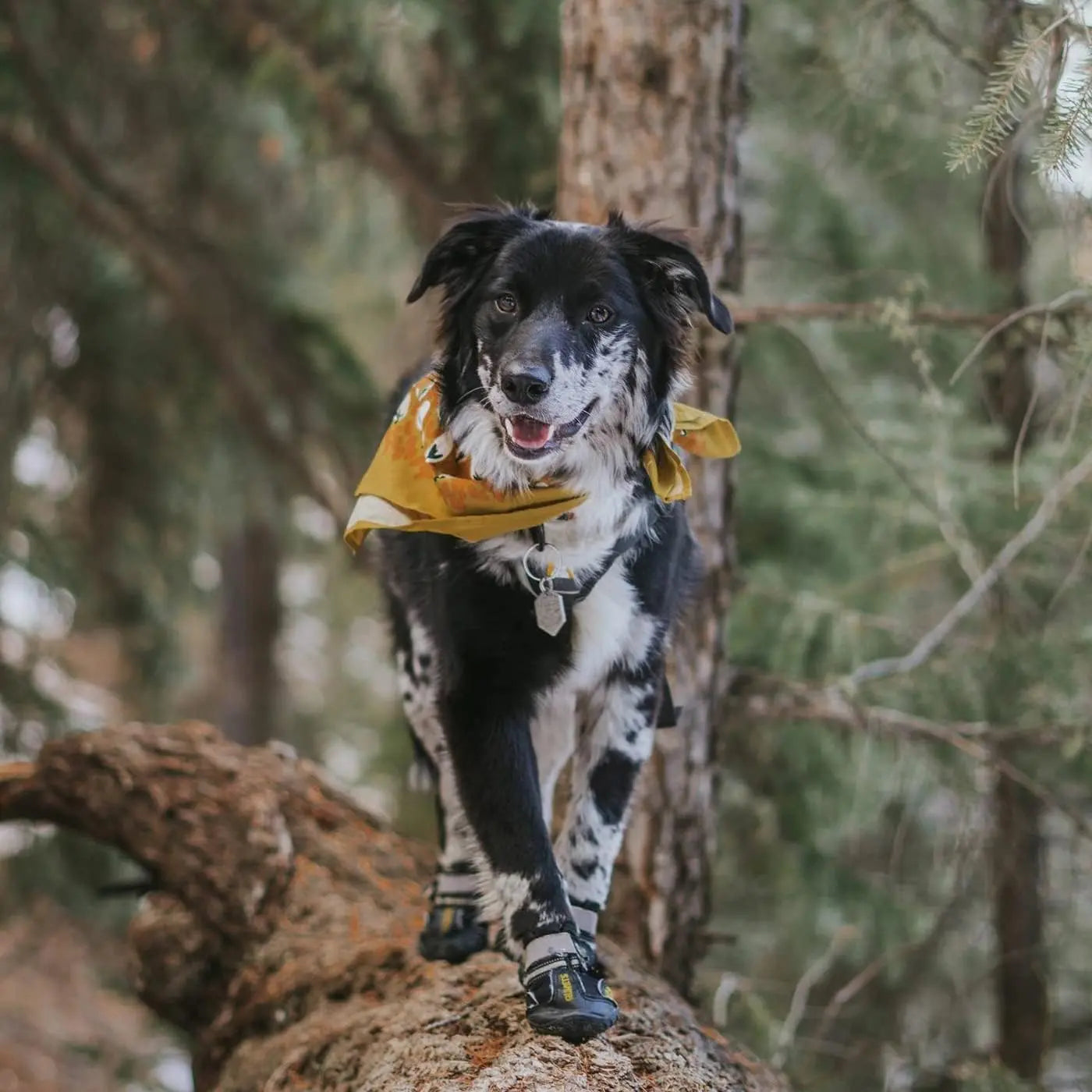 Ultimate QUMY Dog Shoes for Large Breeds - Durable, Water-Resistant Boots & Paw Protectors for Year-Round Adventures and Indoor Comfort QUMY