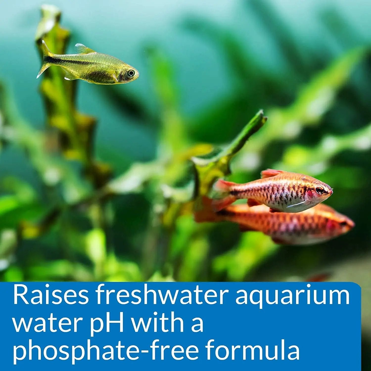 Mars Fishcare API pH Up Freshwater Aquarium pH Raising Solution 16 Ounce Bottle to Safely Raise and Stabilize Your Tank pH - Uncategorized