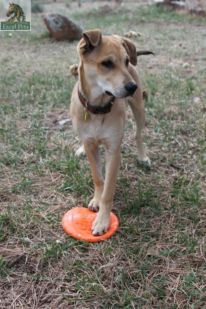 Bottle Top Flyer Rubber Frisbee for Dogs | Orange | Vet Approved | USA Made SodaPup/True Dogs, LLC