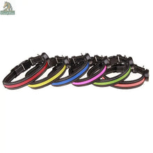 Glowing Dog Collar - Excel Pets