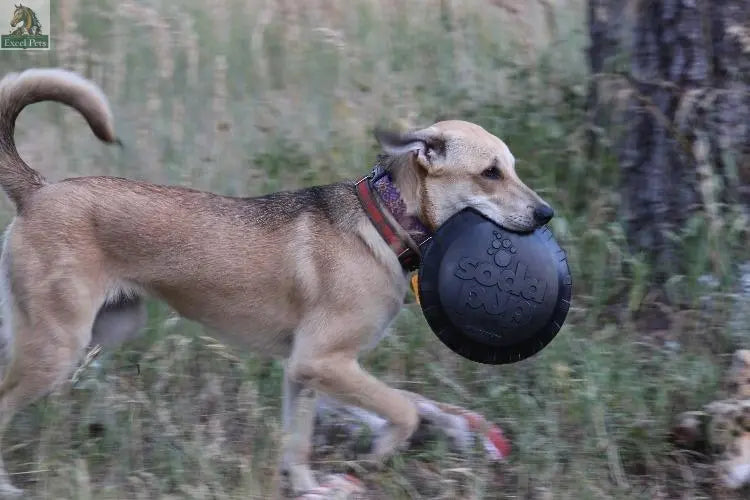 Magnum Bottle Top Flyer Rubber Frisbee for Heavy Chewers | Large | USA Made SodaPup/True Dogs, LLC