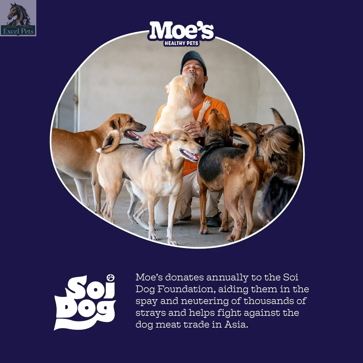 Multi-Plus Chews Moe's Healthy Pets