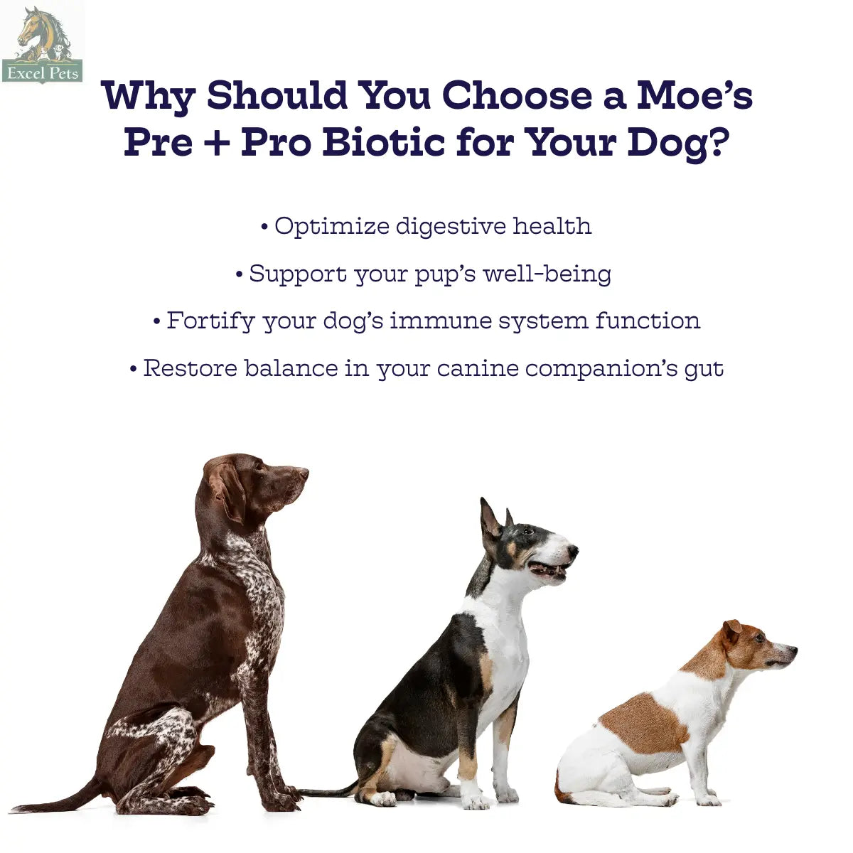 Pre + Pro Biotic Chews Moe's Healthy Pets