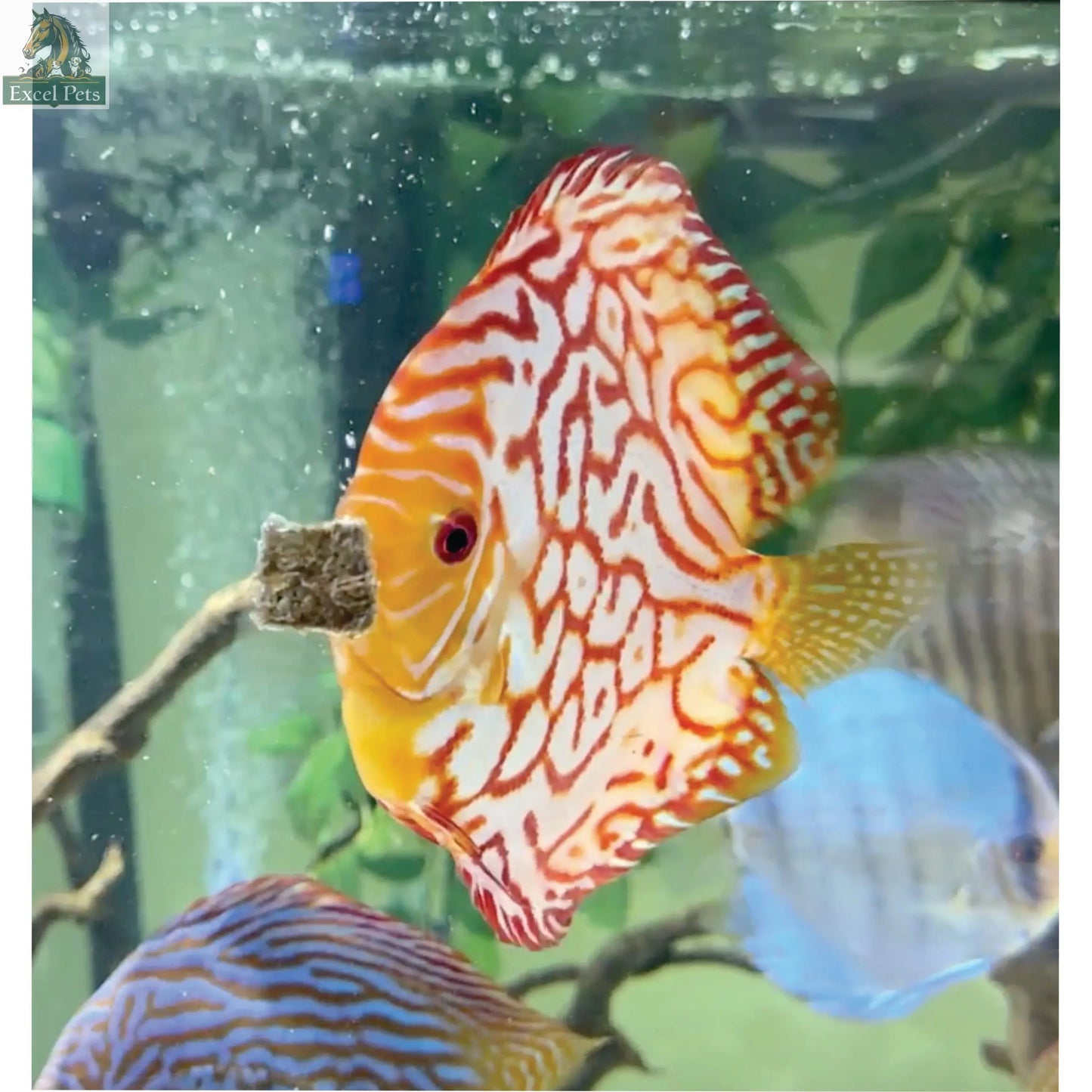 Premium Freeze Dried Blackworms - All Natural Super Cichlids