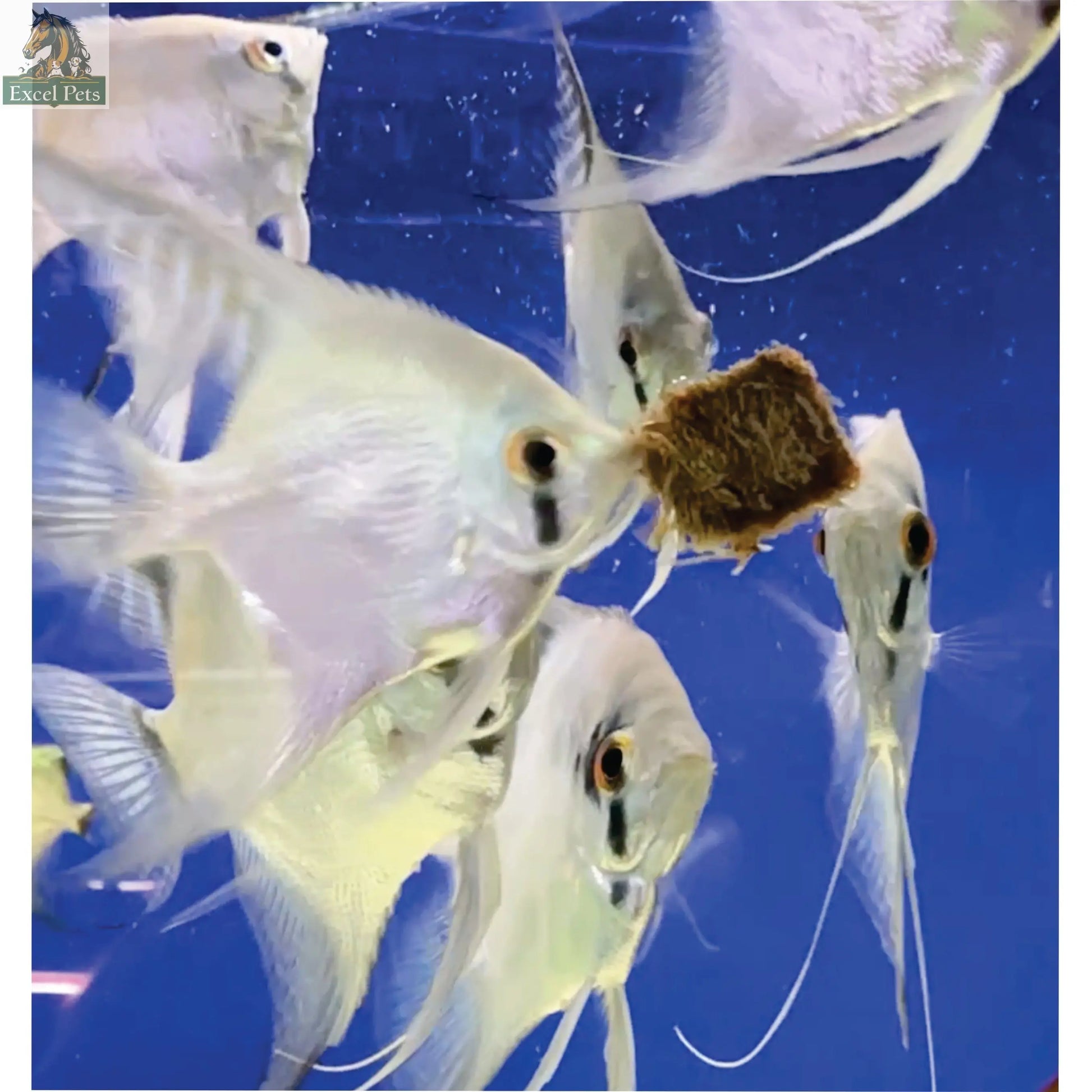 Premium Freeze Dried Blackworms - Spirulina Boost Super Cichlids