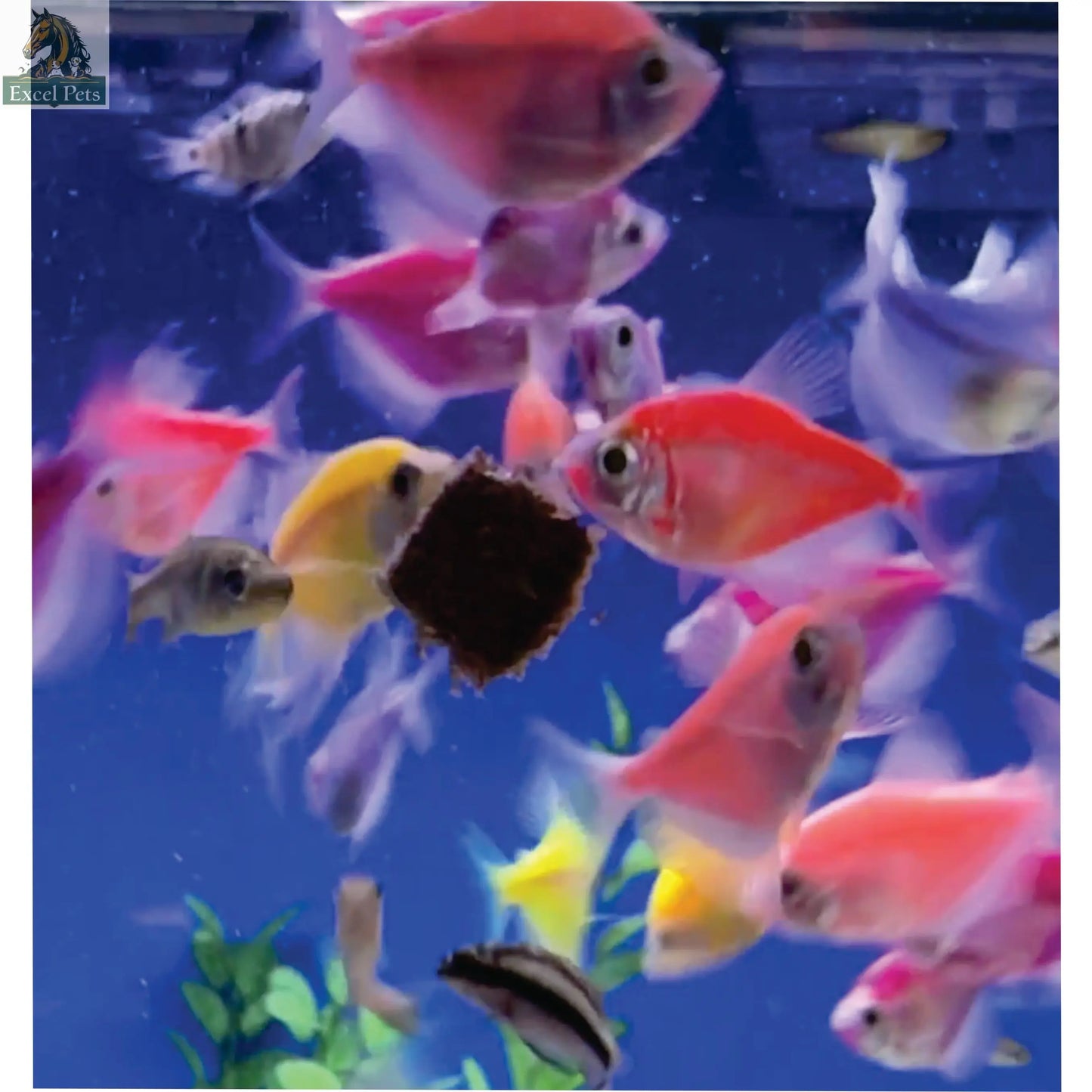 Premium Freeze Dried Blackworms - Spirulina Boost Super Cichlids