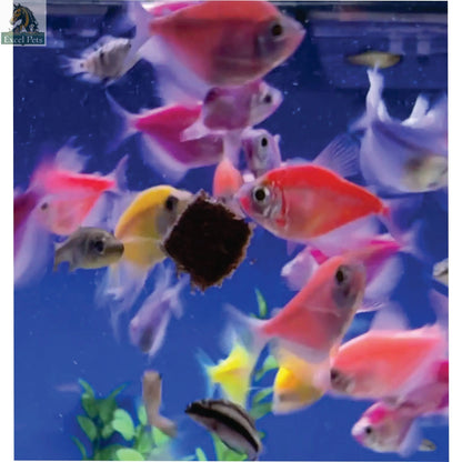 Premium Freeze Dried Blackworms - Spirulina Boost Super Cichlids