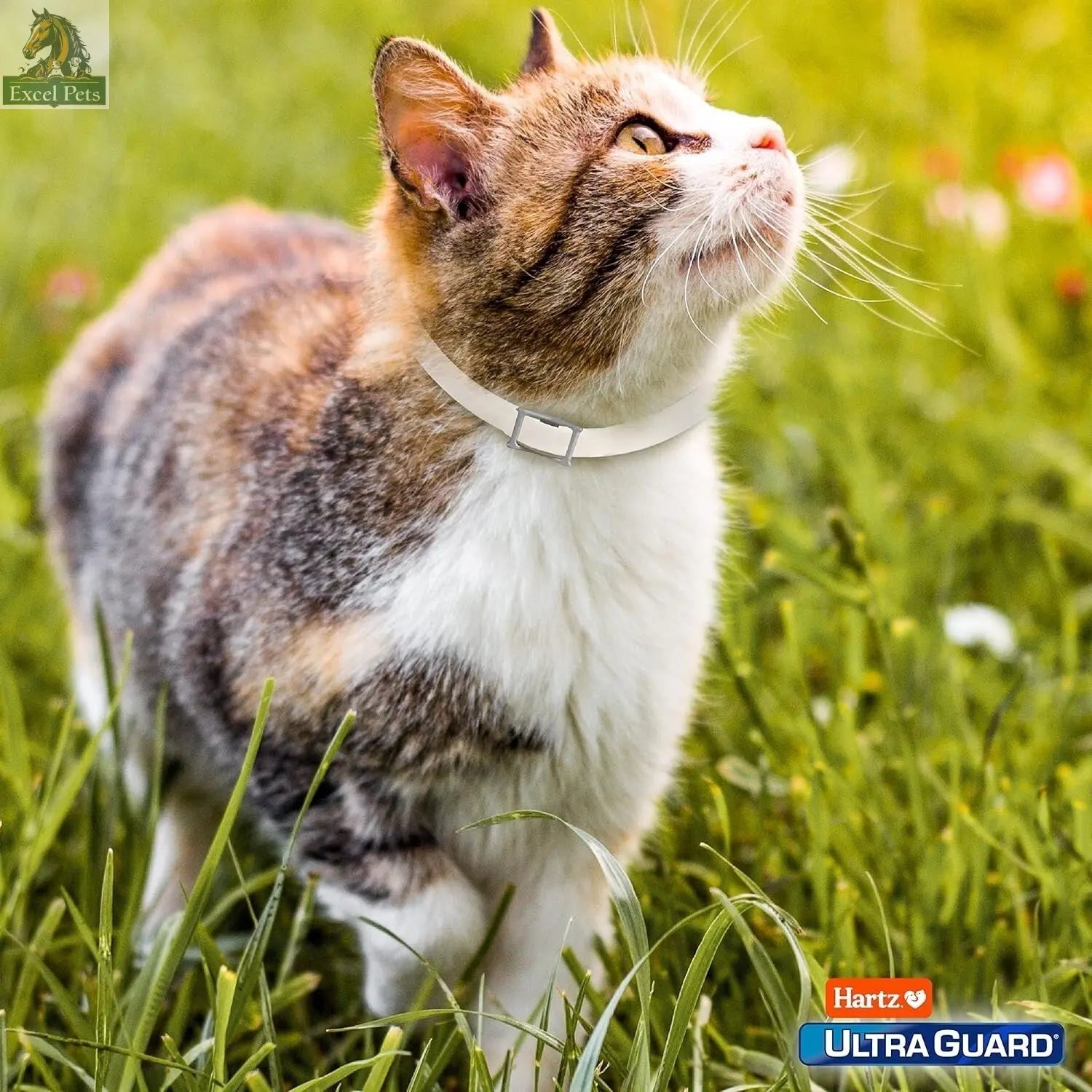 Protect Your Feline Friend with Hartz Ultraguard Flea & Tick Collar - Fresh Scented & Long-Lasting Protection for Cats & Kittens MJ's Pet Closet