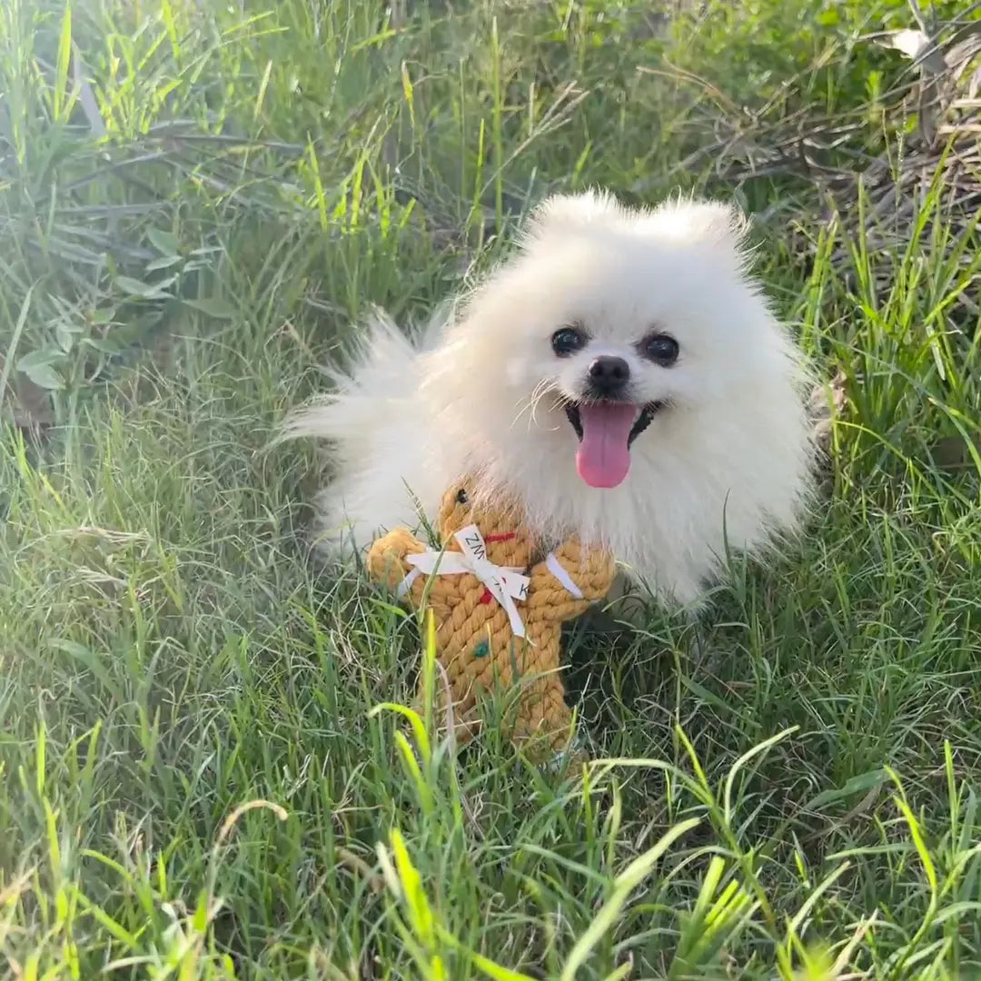 Small white dog playing with Gingerbread Man Rope Toy in grass outdoors
