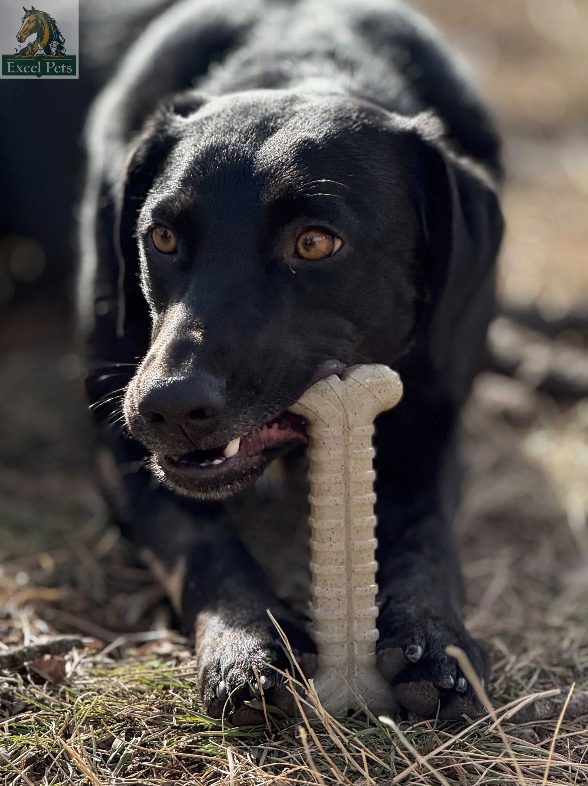 Tough Bone Nylon Chew Bone | Ultra-Durable Dog Toy for Aggressive Chewers | SodaPup SodaPup/True Dogs, LLC