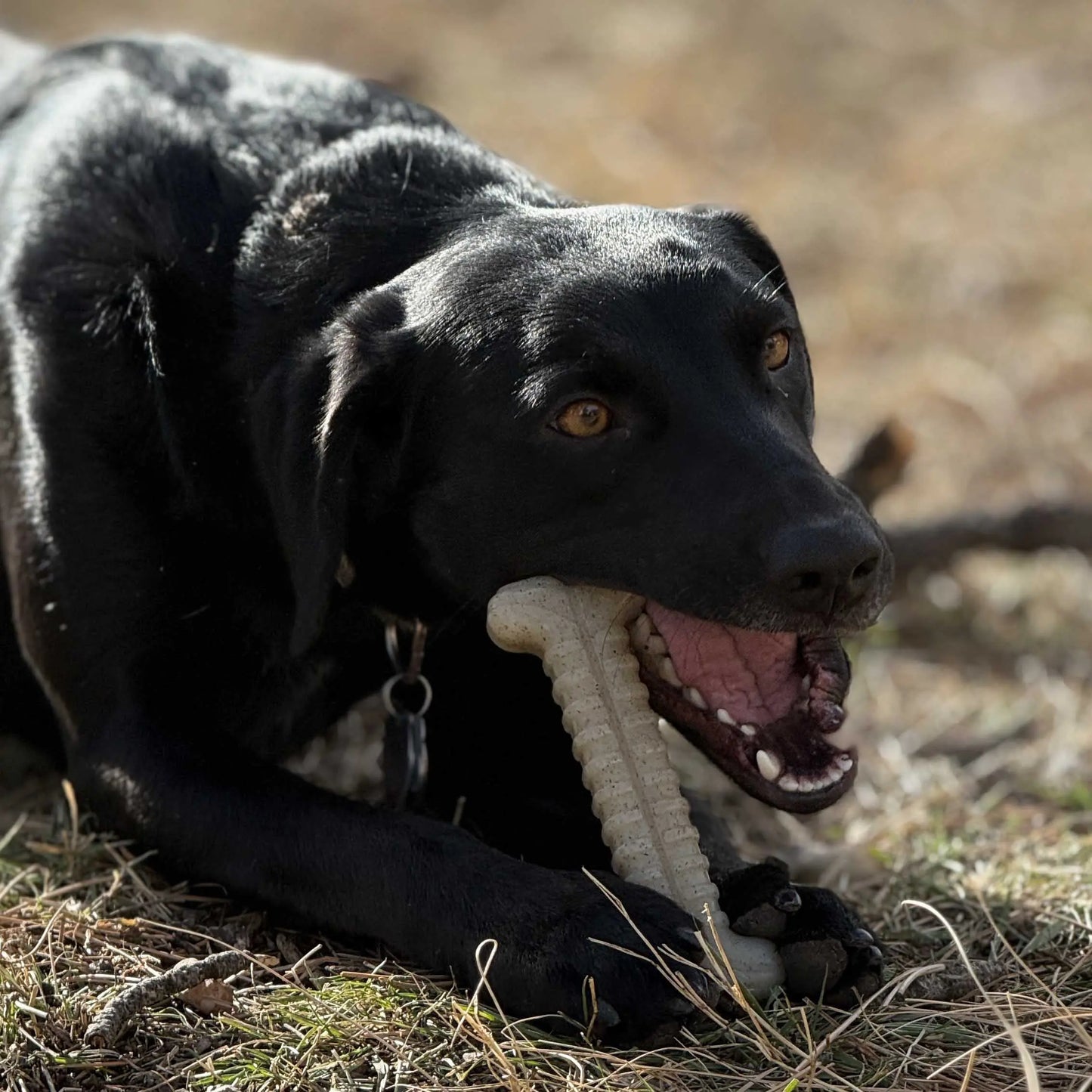 Tough Bone Nylon Chew Bone | Ultra-Durable Dog Toy for Aggressive Chewers | SodaPup SodaPup/True Dogs, LLC