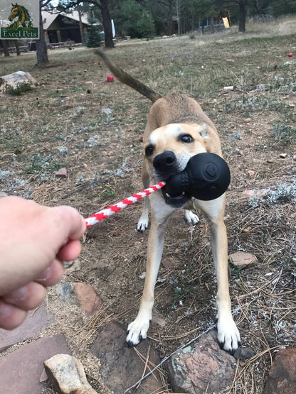USA-K9 Magnum Skull - Black Magnum Rubber Chew Toy for Extreme Chewers | USA Made SodaPup/True Dogs, LLC