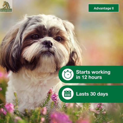 Vet-Recommended Flea Prevention for Small Dogs 3-10 Lbs, 6-Monthly Treatments MJ's Pet Closet