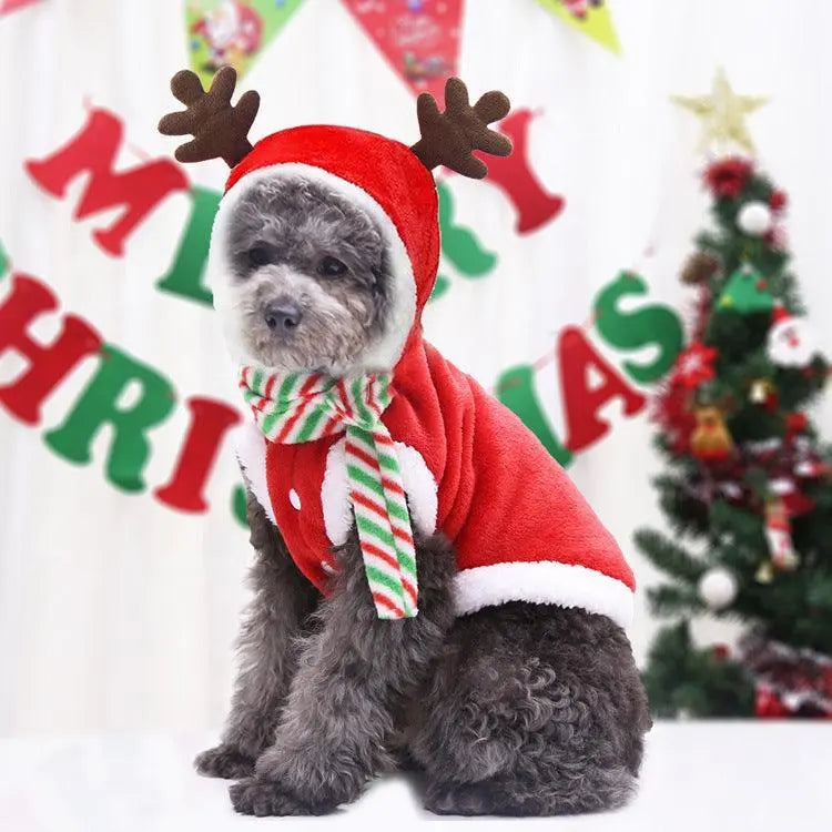 Small dog wearing Cozy Canine Christmas Sweater with reindeer antlers and festive scarf in holiday setting
