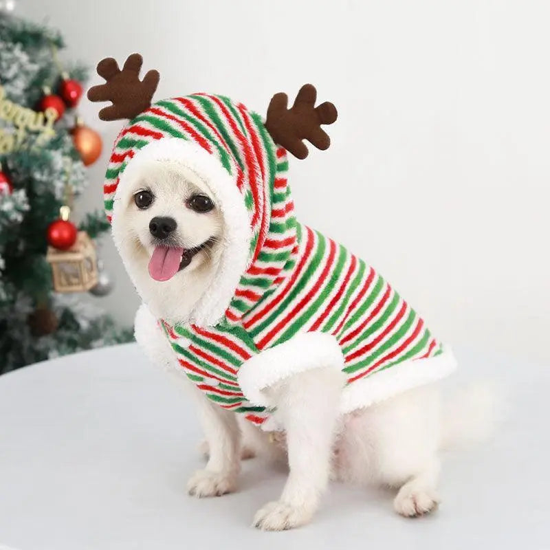 Small white dog wearing cozy canine Christmas sweater with red, green, and white stripes and brown reindeer antlers hood
