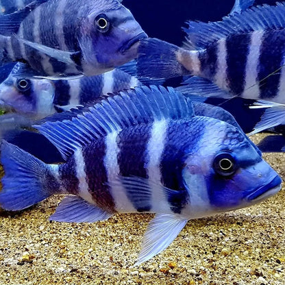 1 month and up API Tap Water Conditioner For Aquarium 16 Ounce Bottle Neutralizes Chlorine And Chloramines Safe For Fish - Uncategorized