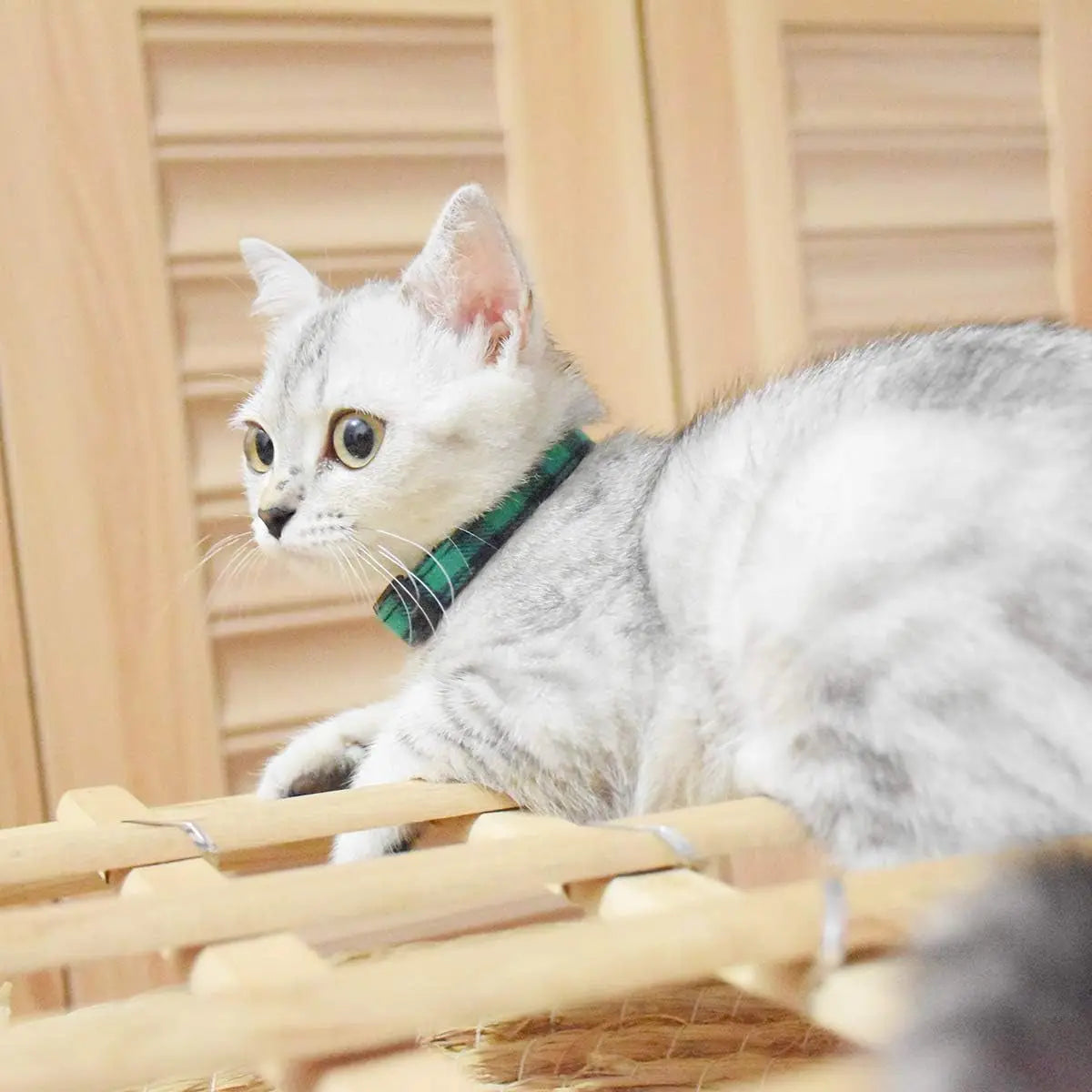 Durable Breakaway Cat Collars with Bell - Set of 3 Adjustable Safety Collars for Kittens and Puppies (7.5-11 inches, Green, Cyan, Black) xpangle